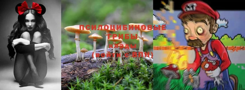 Галлюциногенные грибы Psilocybe  цены   omg онион  Электросталь 